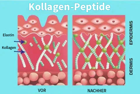 Aseja Geischtsserum